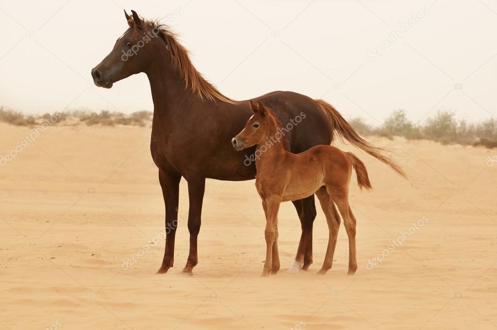 Horses in desert