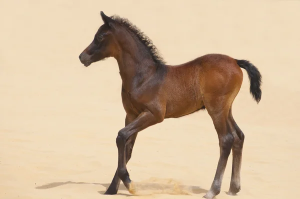 Un puledro arabo nel deserto — Foto Stock