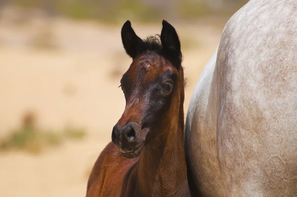 Un puledro arabo nel deserto — Foto Stock