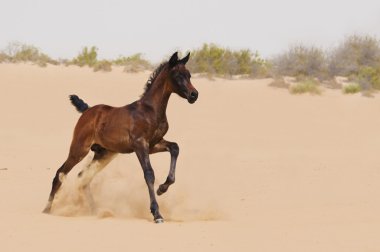 Çölde Arap bir tayı