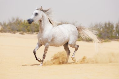 beyaz Arap atı