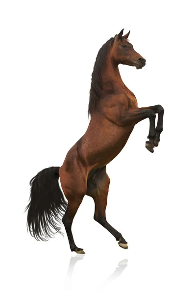 An Arabian stallion isolated — Stock Photo, Image