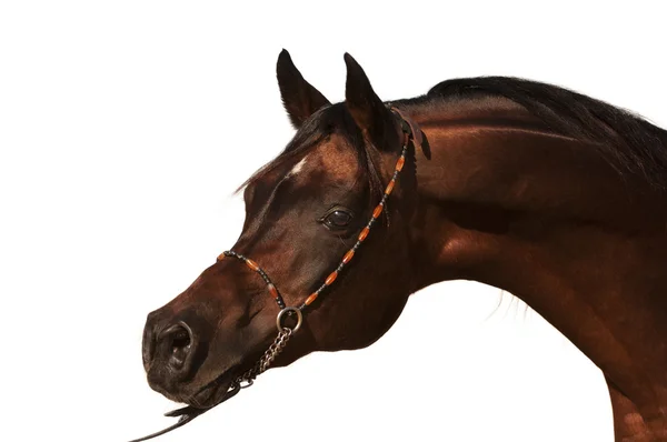 Arabische paard geïsoleerd — Stockfoto