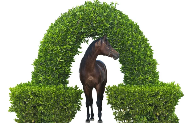 Horse under the arch isolated — Stock Photo, Image