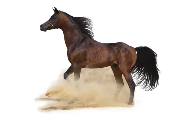 Arabian Horse isolated — Stock Photo, Image