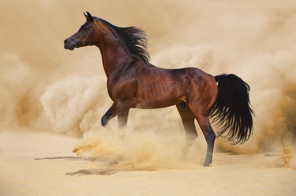 An Arabian stallion