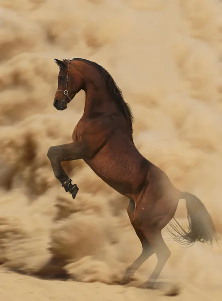 Arabian stallion in action — Stock Photo, Image