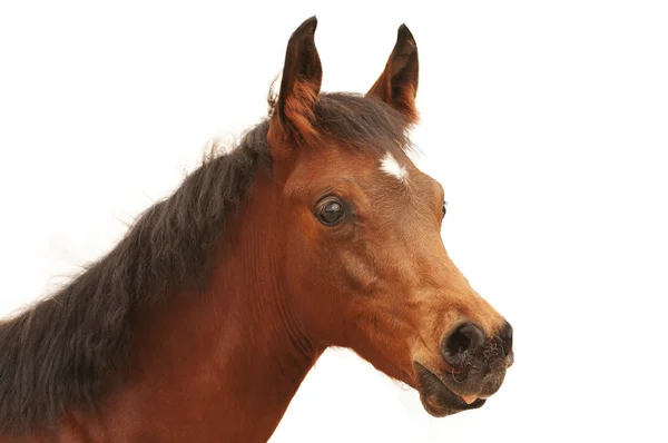 Arabische colt geïsoleerd — Stockfoto