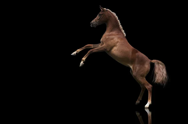 Αραβικό άλογο σε δράση — Φωτογραφία Αρχείου