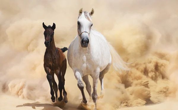 砂漠嵐の中で実行している 2 つのアラビアの馬 — ストック写真