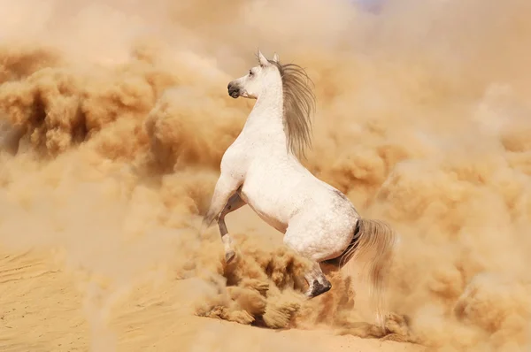 Purebred white arabian horse in desert — Stock Photo, Image