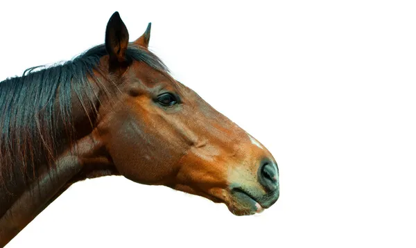 Beautiful brown horse, english thoroughbred isolated on the white background — Stock Photo, Image