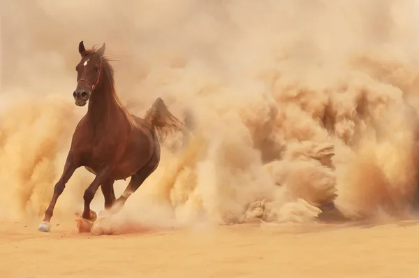 Cheval arabe sortant de la tempête du désert — Photo