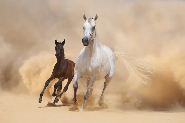 Arabian Mare y potro huyendo de la tormenta del desierto — Foto de Stock