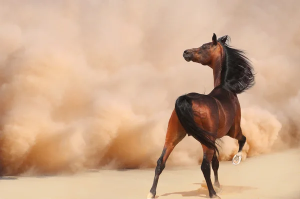 Araberpferd läuft aus dem Wüstensturm — Stockfoto