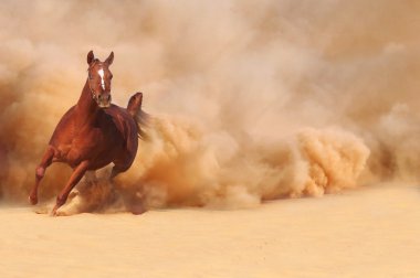 Arabian horse running out of the Desert Storm clipart