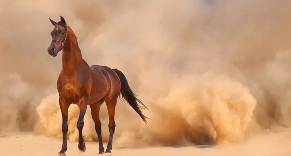 Arabiska hästen ont desert storm — Stockfoto