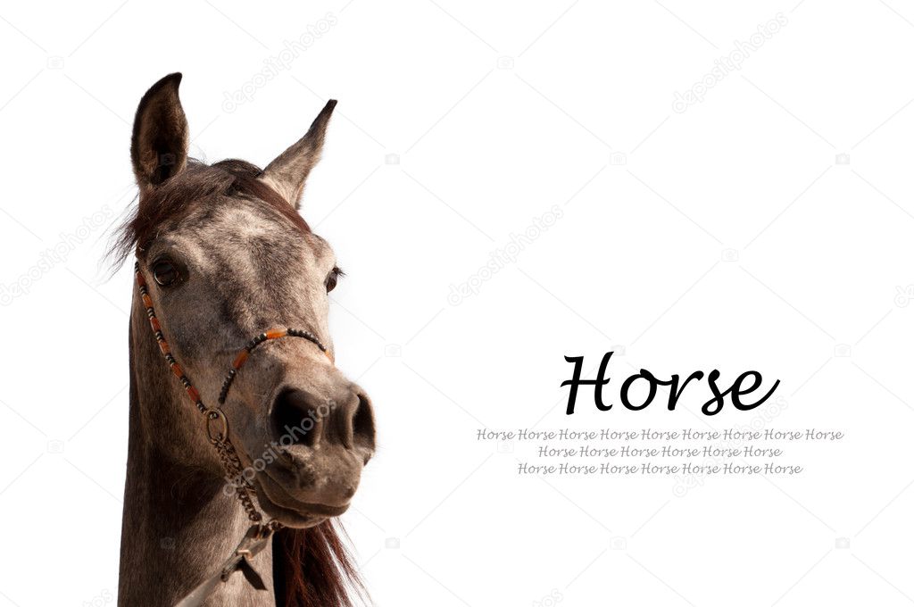 Purebred Arabian Horse