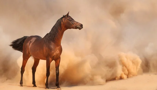 Arabian horse running out of the Desert Storm — Stock Photo, Image