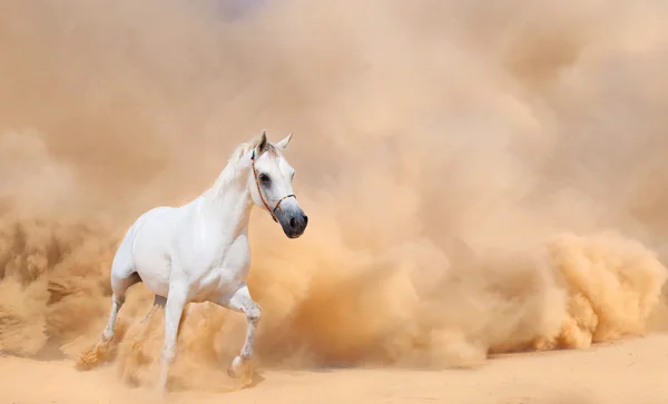 Cavallo arabo in fuga dalla tempesta del deserto — Foto Stock