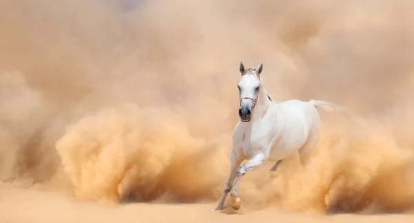 Cheval arabe sortant de la tempête du désert — Photo