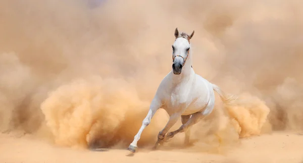 Arabský kůň běží z pouštní bouře — Stock fotografie