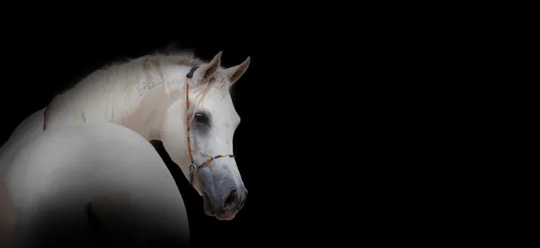 Caballo blanco árabe — Foto de Stock