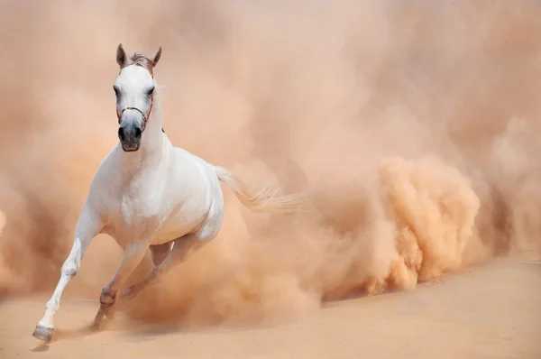 Arabský kůň běží z pouštní bouře — Stock fotografie