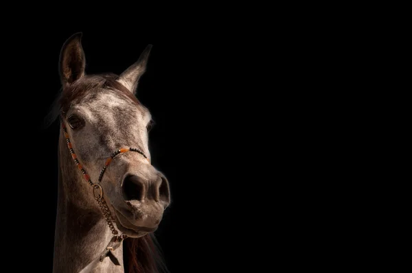 Caballo blanco árabe — Foto de Stock