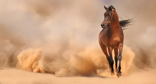 Cheval arabe sortant de la tempête du désert — Photo