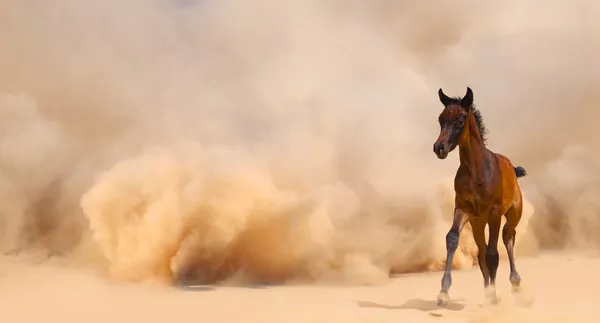 Puledro arabo in fuga dalla tempesta del deserto — Foto Stock