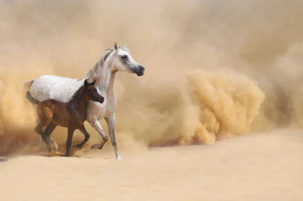Arabian Mare e potro galopando no deserto — Fotografia de Stock