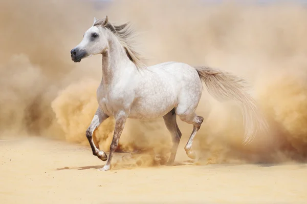 Arab stallion in desert — Stock Photo, Image