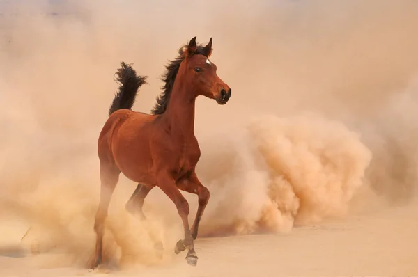 Арабский жеребенок выбежал из Бури в пустыне — стоковое фото