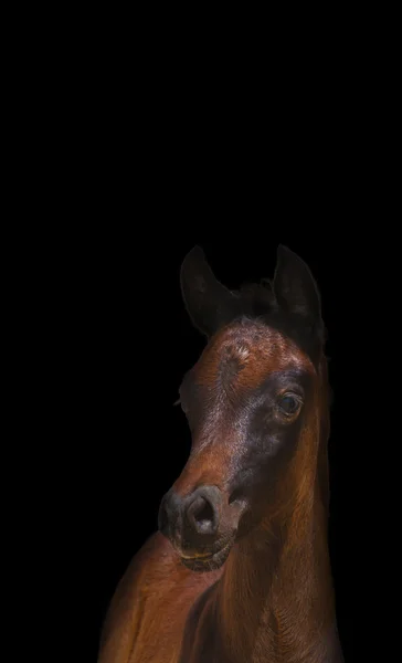 黒い背景にアラビアの馬 — ストック写真