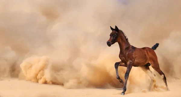 阿拉伯小马驹运行沙漠风暴的威力 — 图库照片
