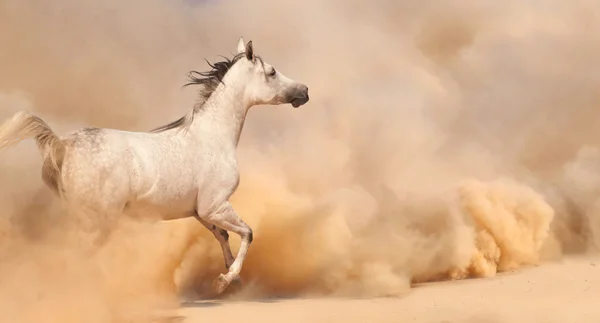 在沙漠中的阿拉伯种马 — 图库照片