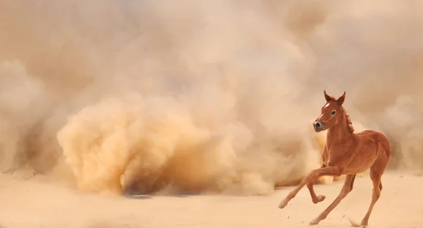 Puledro arabo in fuga dalla tempesta del deserto — Foto Stock