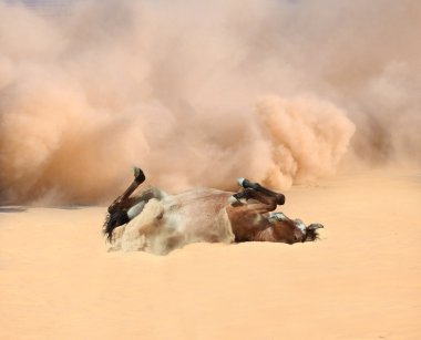 Horse somersaults in the sand clipart