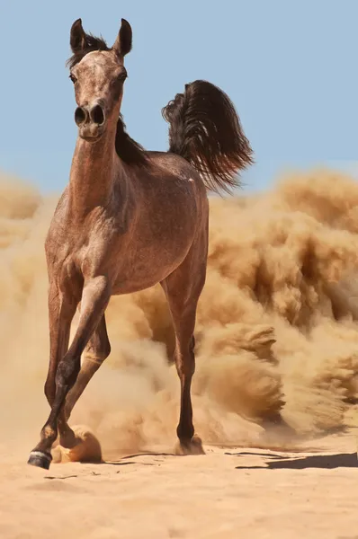Paard uitgevoerd in woestijn — Stockfoto