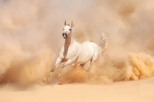Cavalo executado no deserto — Fotografia de Stock