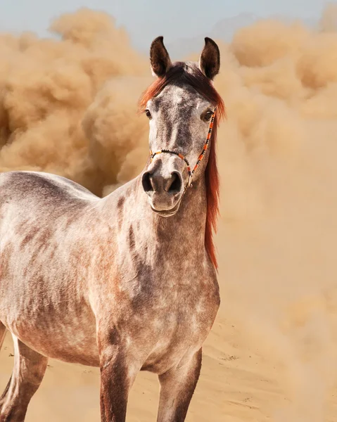 Carrera de caballos en el desierto — Foto de Stock