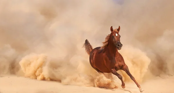 Course de chevaux dans le désert — Photo