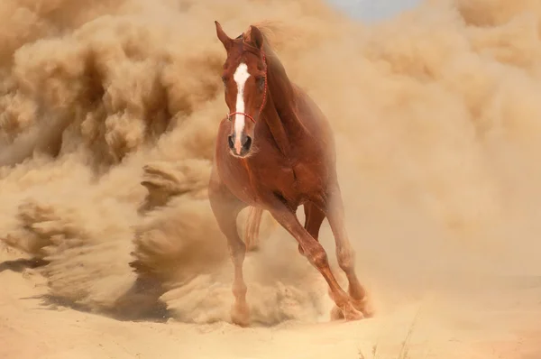 Cheval dans la poussière — Photo