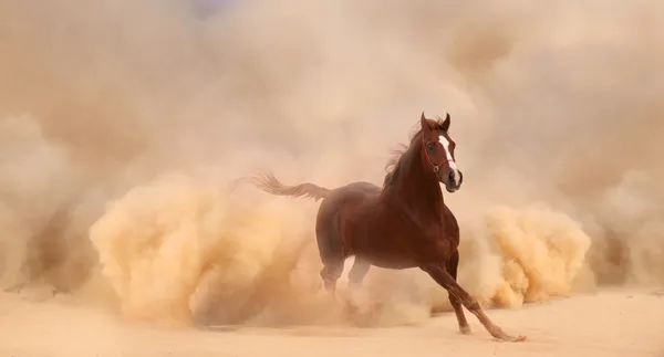 Horse in dust — Stock Photo, Image
