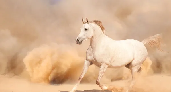 Horse run in desert — Stock Photo, Image