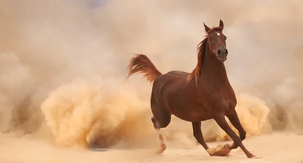 Horse in dust — Stock Photo, Image