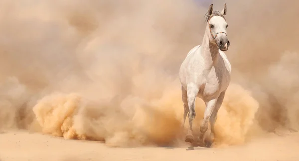 马在沙漠中运行 — 图库照片