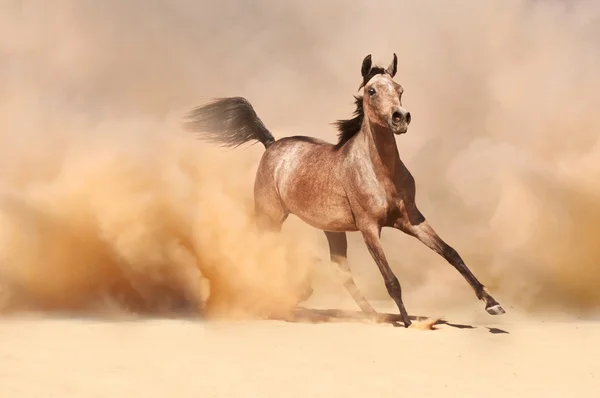 Horse in dust — Stock Photo, Image