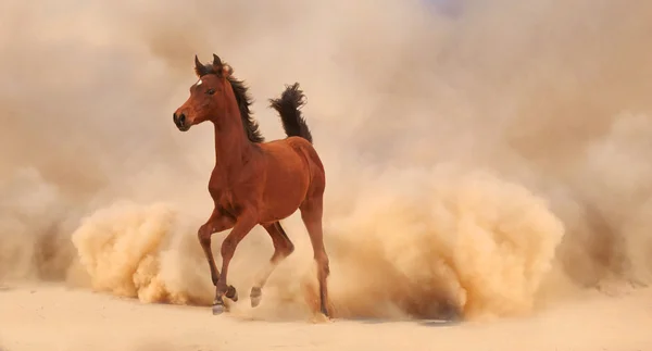 Cheval dans la poussière — Photo